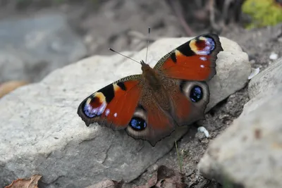 Фото павлиний глаз бабочки с высоким качеством и разрешением