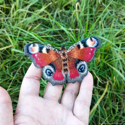 Превосходная фотография фотка павлиний глаз бабочки для скачивания