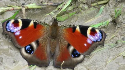 Фотография павлиний глаз бабочки в высоком разрешении и качестве для скачивания