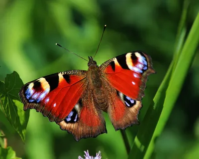 Изящная бабочка - павлиний глаз