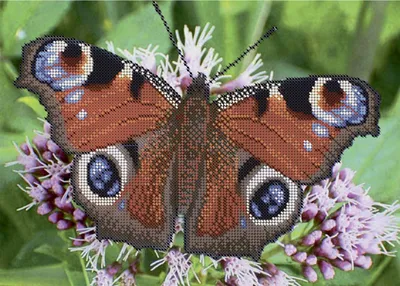 Замечательная фотка павлиний глаз бабочки с высоким качеством и разрешением