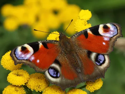 Превосходная картина павлиний глаз бабочки для оценки
