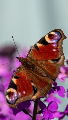 Фото павлиний глаз бабочки с высокими характеристиками и разрешением