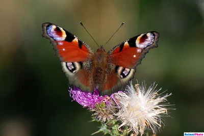 Уникальное изображение павлиний глаз бабочки в формате WebP для использования