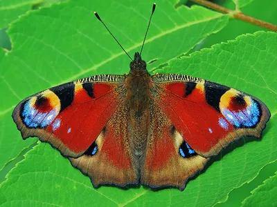 Искусное фото павлиний глаз бабочки