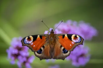 Фотография павлиний глаз бабочки в формате JPG с высоким качеством и разрешением