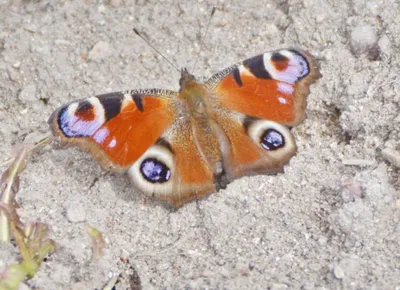 Прекрасное изображение павлиний глаз бабочки для наслаждения