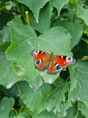 Красивая картинка павлиний глаз бабочки для загрузки
