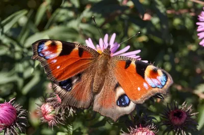Изображение павлиний глаз бабочки в формате WebP с высокими показателями качества