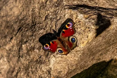 Восхитительная картина павлиний глаз бабочки для оформления