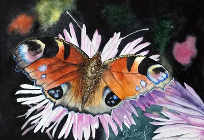 Фото павлиний глаз бабочки с высоким качеством и разрешением для использования