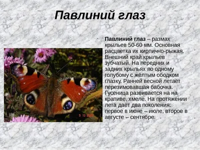 Уникальное изображение павлиний глаз бабочки в формате JPG для пристального взгляда