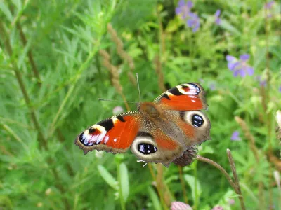Превосходная фотография фотка павлиний глаз бабочки для сохранения