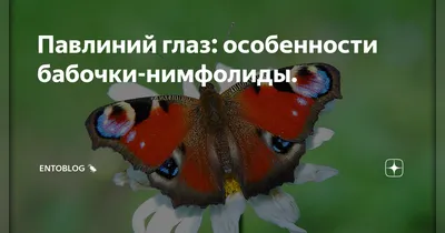Фотография павлиний глаз бабочки в высоком разрешении и качестве для сохранения