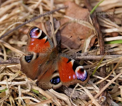 Красивое изображение павлиний глаз бабочки для изучения