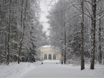 Фотографии Павловска зимой: Очарование снежной природы