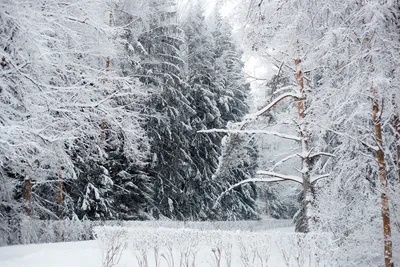 Павловск зимой: Лучшие кадры в формате WebP