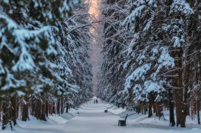 Зимний взгляд на Павловск: Фотографии изумительной красоты