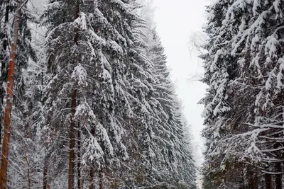 Фотография Павловска зимой: Магия заснеженных парков