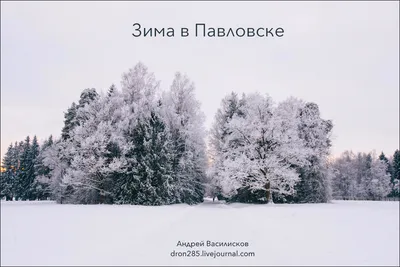 Павловск зимой: Изысканные фотографии природы