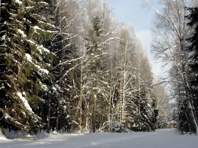 Павловск зимой: Фотографии сказочных зимних прогулок