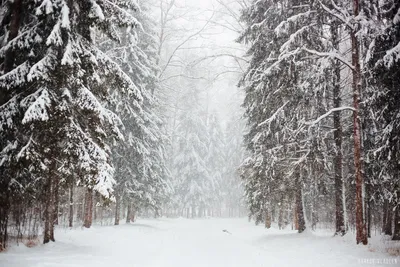 Павловск в белом: Фото зимних пейзажей