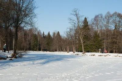 Зимнее великолепие: Изображения Павловска зимой
