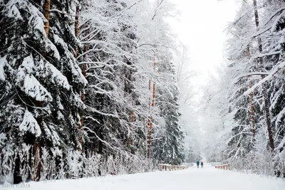 Зимняя красота Павловского парка: выберите свой размер и скачайте JPG