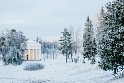 Уютные зимние моменты в Павловском парке: фотографии высокого разрешения