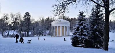 Прогулка под снежными деревьями: загрузите свою зимнюю картину в JPG