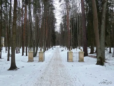 Фотоэкспедиция в зимний Павловский парк: скачивайте красивые изображения