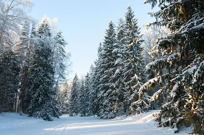 Зимний рай в объективе фотографа: сохраните в PNG формате