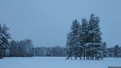 Лучшие снимки зимнего Павловского: выберите свой размер и формат