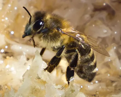 Пчела бакфаст - фото в высоком разрешении