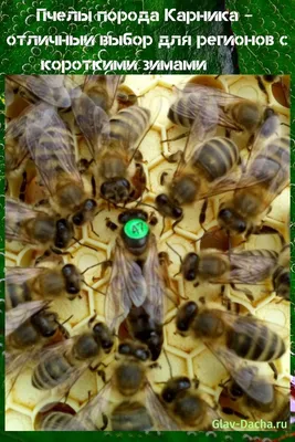 Фото Пчела бакфаст - новые изображения для скачивания