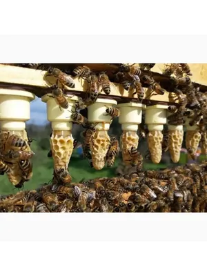 Фото Пчела бакфаст - выберите размер и разрешение