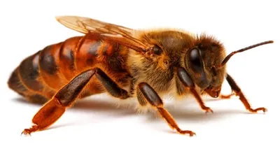 Новые фото Пчела бакфаст для скачивания