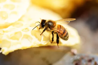 Фото Пчела бакфаст - качественные изображения для скачивания