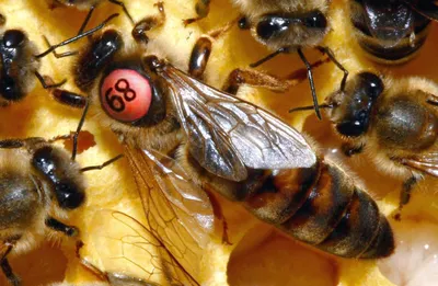 Фото Пчела бакфаст - выберите размер и разрешение изображения