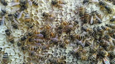 Фото Пчела бакфаст - скачать в формате PNG, JPG, WebP бесплатно