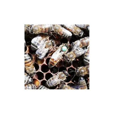 Фото Пчела бакфаст - выберите размер и разрешение изображения для скачивания