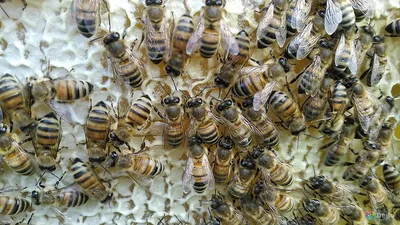 Пчела бакфаст: фото и интересные факты