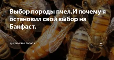Удивительные фотографии пчелы бакфаст
