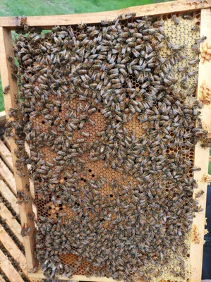Пчела бакфаст: красота в деталях (фото)
