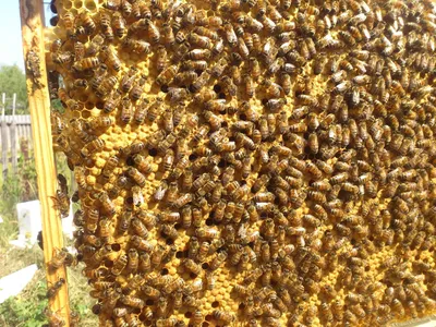Загадочная пчела бакфаст на фото
