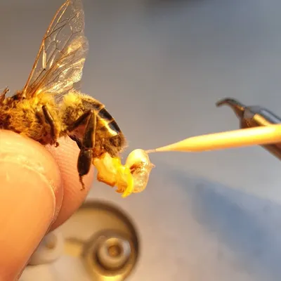 Фотографии пчелы бакфаст: уникальные моменты