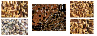 Пчела бакфаст: великолепие природы на фото