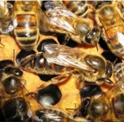 Фотографии пчелы бакфаст: взгляд изнутри