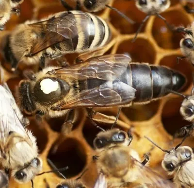 Удивительные фотографии пчелы бакфаст в действии