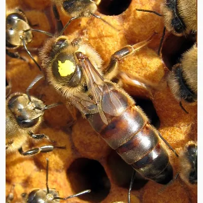 Фотографии пчелы бакфаст: красота в движении